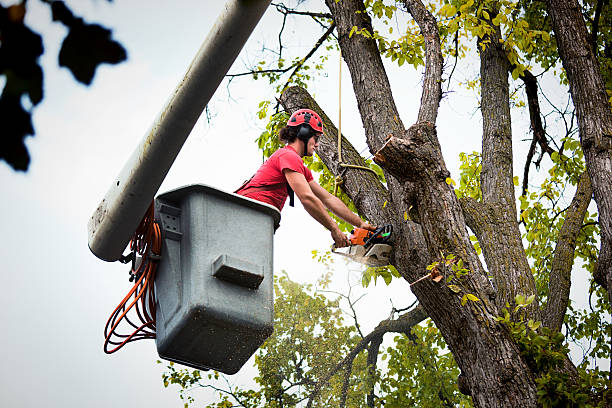 How Our Tree Care Process Works  in Scandia, MN